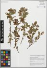 Foto von Salix hastata subsp. subintegrifolia (Flod.) Flod.